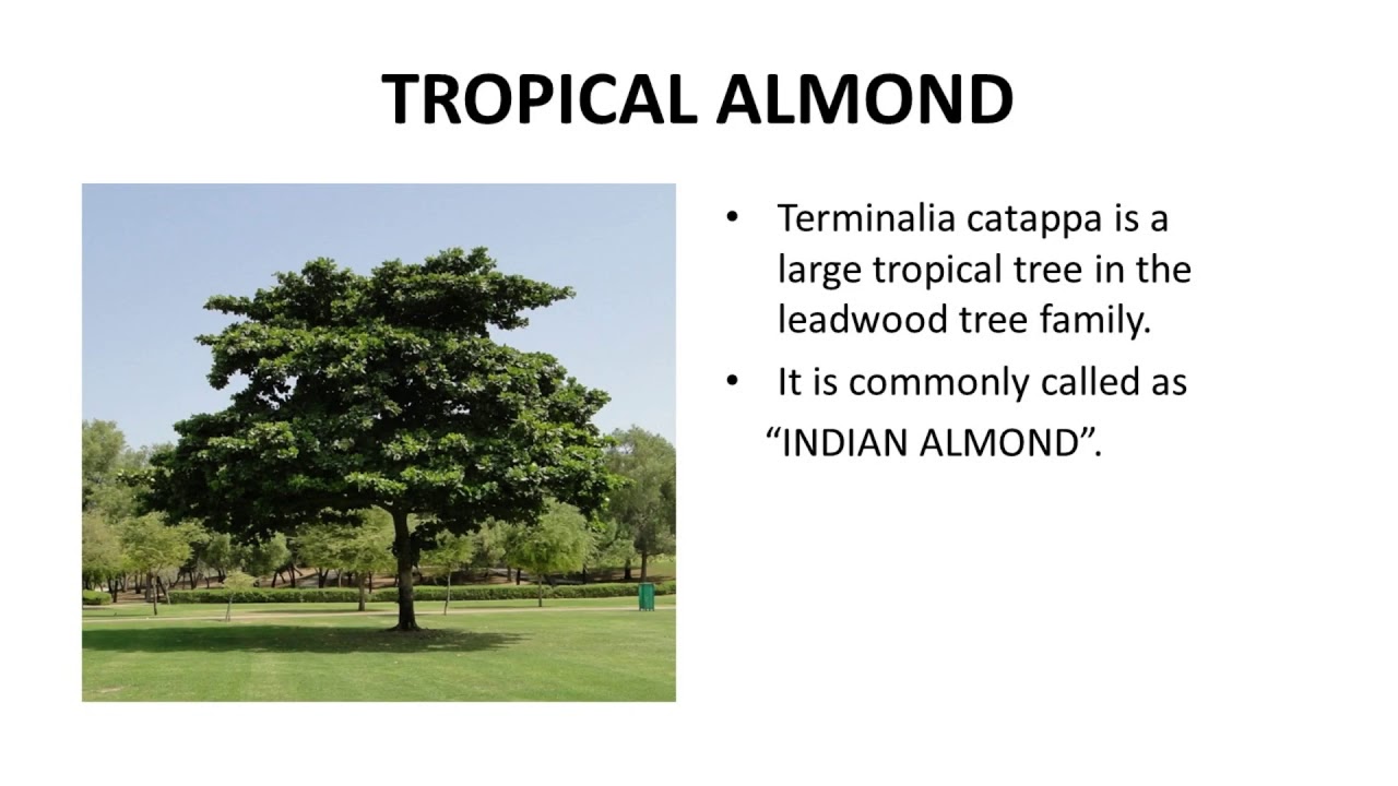 Top 15 AVENUE TREES YouTube