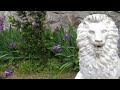 Травневий Житомир у цвітінні каштанів і яскравих квітів - Житомир info