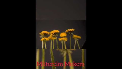 قرآن كريم Quran Kareem | سورة الشرح | جوهرة الصوت