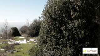 LOS ACEBALES O ACEBEDAS