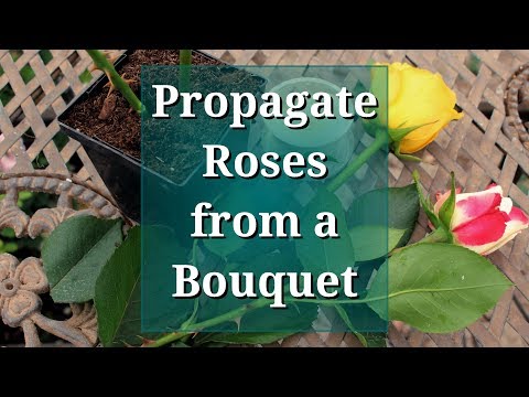 Video: Planting Roses From A Bouquet