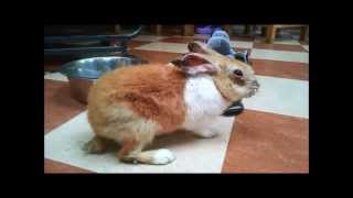 Myxomatosis always kills rabbits.... or does it? by Pete the Vet 8,309 views 11 years ago 1 minute, 3 seconds