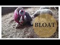 Dealing with Grain Overload in Lambs (BLOATED!):  Vlog 108