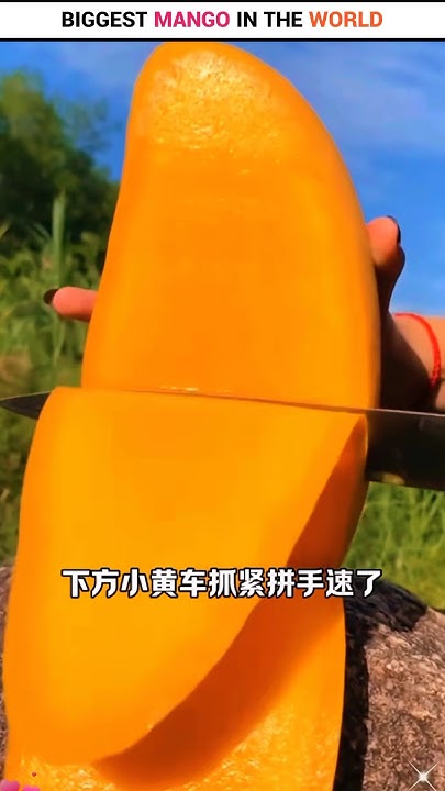 BIGGEST MANGO IN THE WORLD facts viral shorts NOTIGAMERZ biggest-mango-in-the-world-facts-viral-shorts-notigamerz