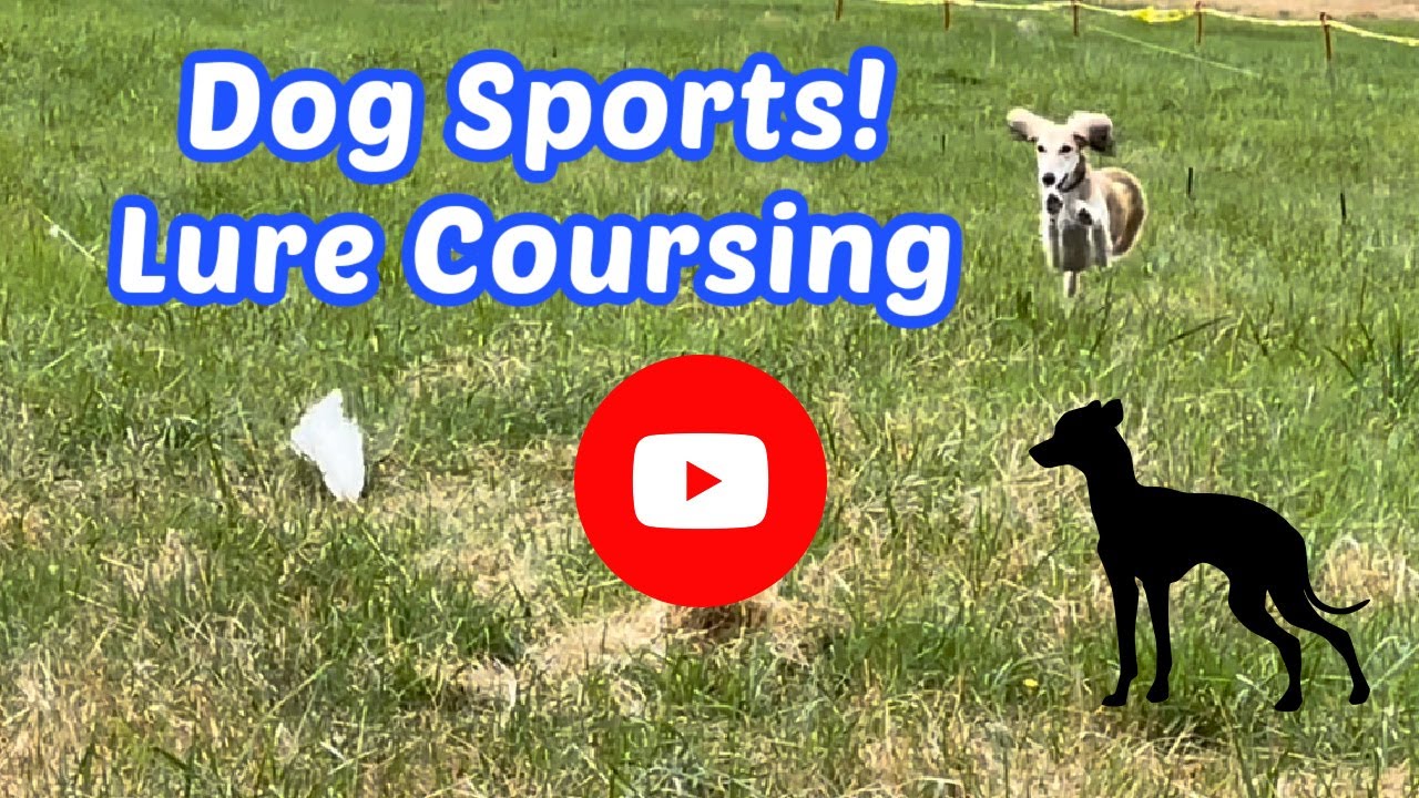 Fun Dog Sports  Lure Coursing 