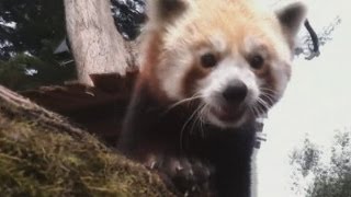 CUTE: Rare red panda named after famed Sherpa