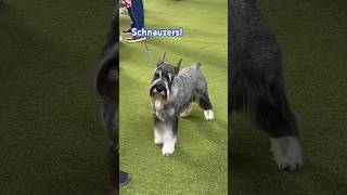 Westminster Dog Show #dog #schnauzer #workingdog ##dogshow #judging