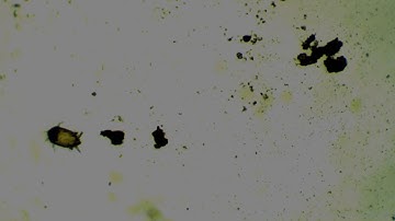 Virtual Field Day - Micro-Arthropod