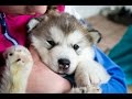 We meet our puppy for the first time! | Alaskan Malamute