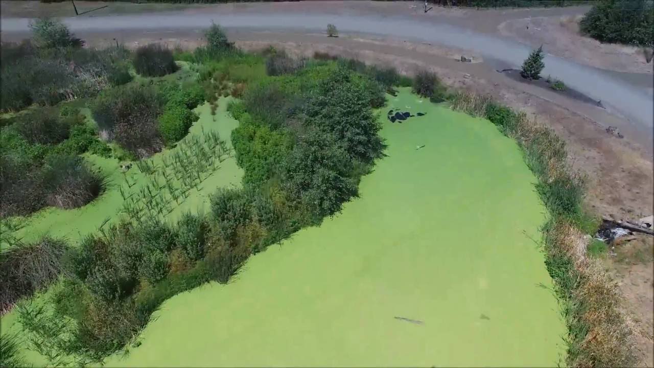 Talking Water Gardens Albany Oregon Youtube