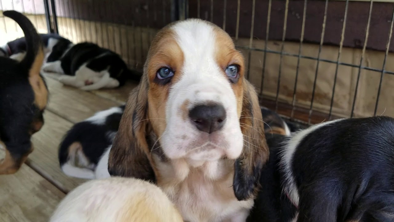 blue eyed basset hound