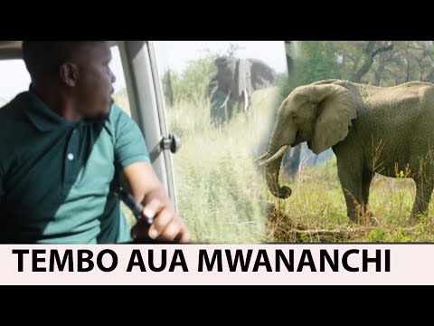 INAHUZUNISHA TEMBO AKIMUUA JAMAA ALIYEENDA KUMFUKUZA ASKARI Atoa Somo Namna Ya Kumfukuza TEMBO INAHUZUNISHA TEMBO AKIMUUA JAMAA ALIYEENDA KUMFUKUZA ASKARI Atoa Somo Namna Ya Kumfukuza TEMBO