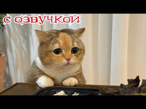 ПРИКОЛЫ С КОТАМИ! с озвучкой! Смешное видео с котами! Самые смешные животные! Я РЖАЛ ЦЕЛЫЙ ЧАС!