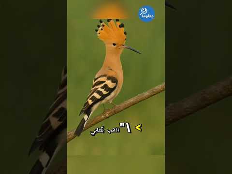 الهدهد طائر ذ كر في القرآن ذكي وجريء كشف أسرار مملكة كاملة الهدهد هل تعلم قصص القرآن حقائق