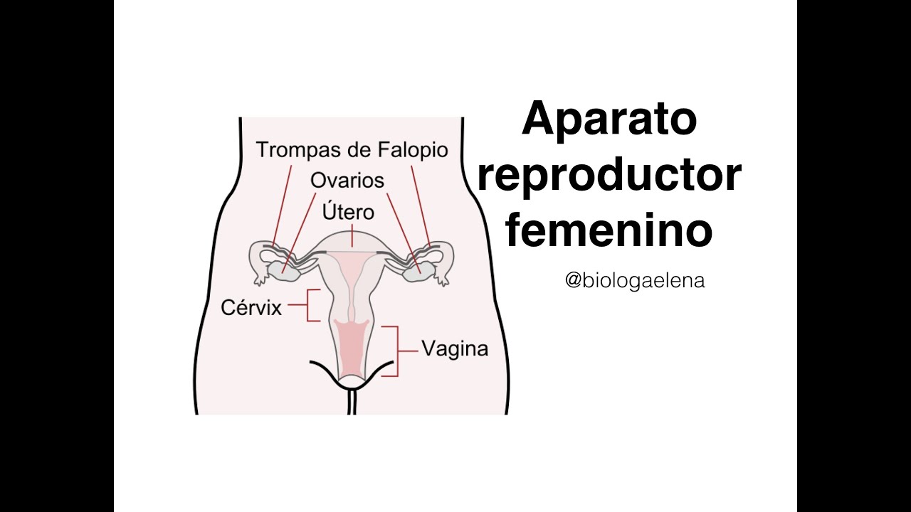 Sistema reproductor femenino YouTube Sistema reproductor femenino YouTube