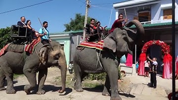 Rước dâu bằng voi ở Tây Nguyên | ĐắkLắk chất chơi!!