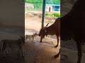 Mini bull  big cow  miniature punganuru cowindian desi shorts farm punganuru miniature