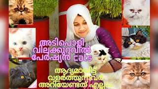 ഗംഭീര വിലക്കുറവിൽ Persian Cat|ആദ്യമായി പൂച്ചയെ വളർത്തുന്നവർ അറിയേണ്ടതെല്ലാം|5000rs മുതൽ|Mannam