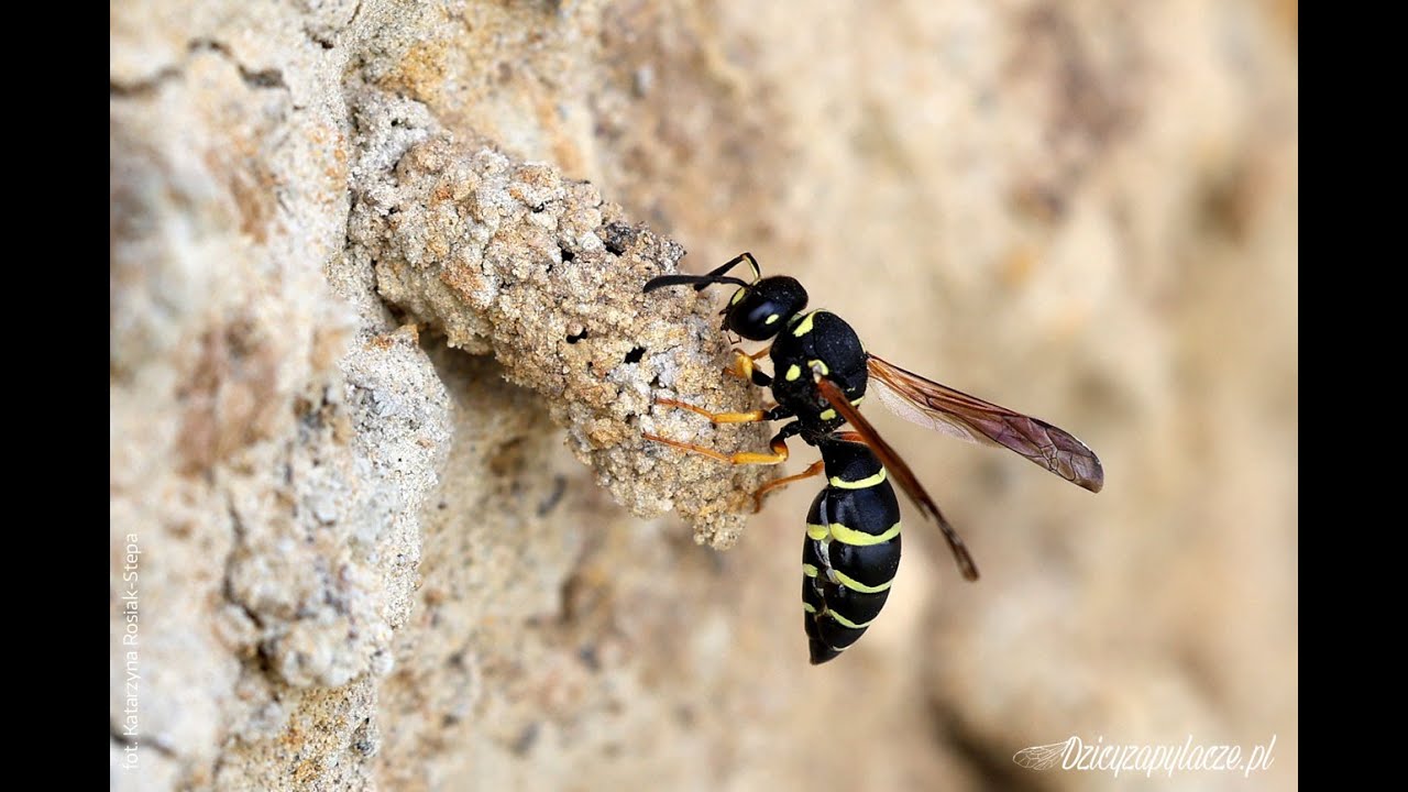 Включи одинер. Оса одинер. Renilla reniformis Light. Renilla reniformis.