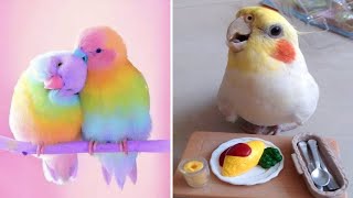 Baby Animals 🔴 Funny Parrots and Cute Birds Compilation (2019) Loros Adorables Recopilación #3