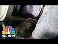 DOT Rules Dogs Are Only Service Animals Allowed On Passenger Planes | NBC Nightly News