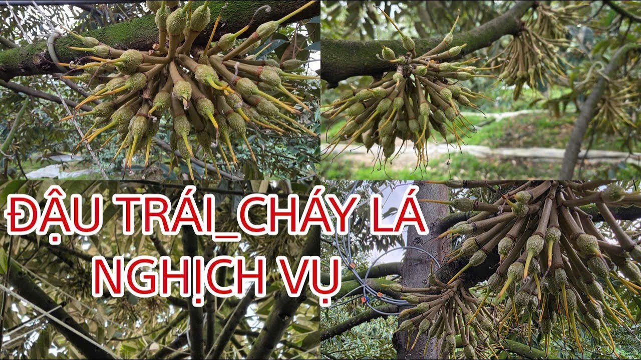 Đậu trái nghịch vụ Cai Lậy_Tiền Giang(Đồng Tháp). Làm sao để đậu trái đạt cao nhất?