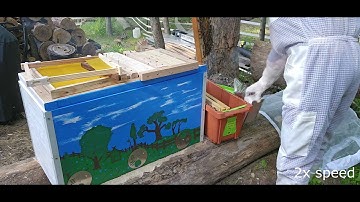 Installing Langstroth 5 frame NUC into a Layen