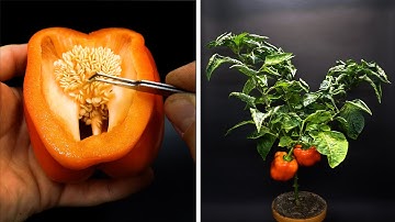 Red Bell Pepper Time Lapse - Seed To Fruit in 115 Days