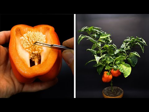 Video: Sweet Pepper Seedlings: The Main Stages Of Growing