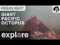 Giant Pacific Octopus - Orca Lab - Live Cam Highlight