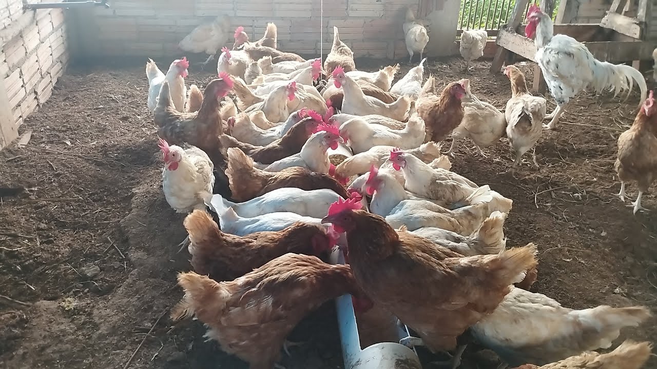 Colhendo os ovos das bonitas!!!
