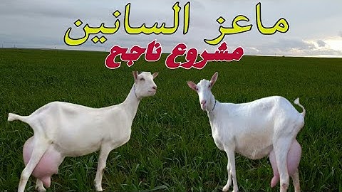 The Saanen goat breed is the most milk producing in the world