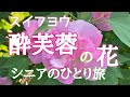 シニアのひとり旅Vlog  酔芙蓉の花咲く農道　スイフヨウ　花言葉