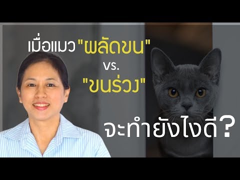 pettochi : เมื่อแมว “ผลัดขน” vs. “ขนร่วง” จะทำยังไงดี