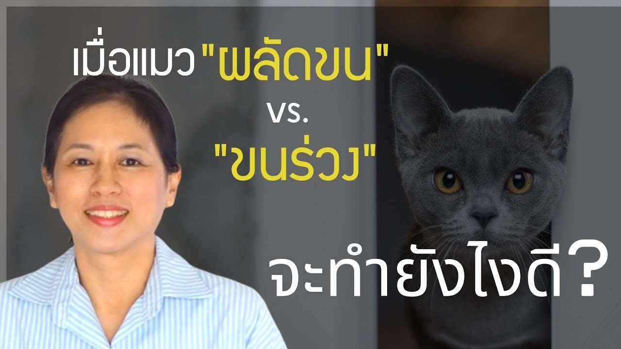 pettochi  : เมื่อแมว “ผลัดขน” vs. “ขนร่วง” จะทำยังไงดี