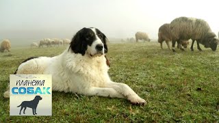 Боснийский торняк. Планета собак 🌏 Моя Планета