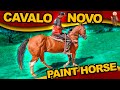 Cavalo Novo - Paint Horse -