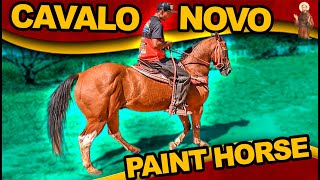 Cavalo Novo - Paint Horse -