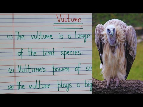 vultures poetry essay