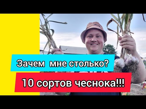 Видео: Сорта чеснока