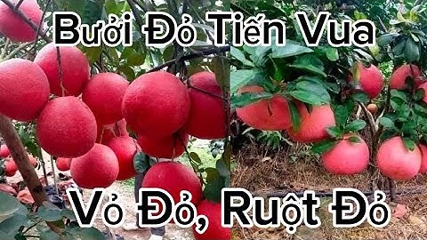 Cây Giống Bưởi Đỏ Luận Văn Tiến Vua Siêu Hót Vì Quá Ngon Và Dễ Trồng
