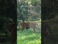 # Tiger #shorts