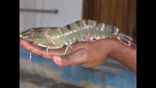 Aqua Farmer | Black Tiger Shrimp Harvesting