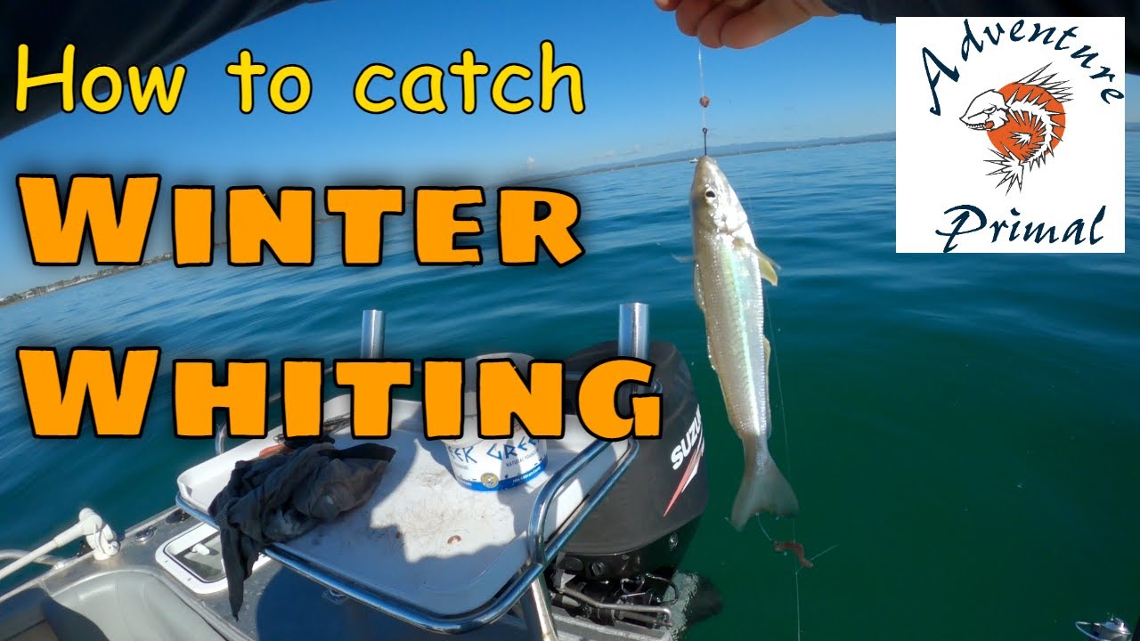 How to Catch WINTER WHITING 