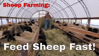 Sheep Farming  Quick, Easy & Simple Way To Feed Sheep
