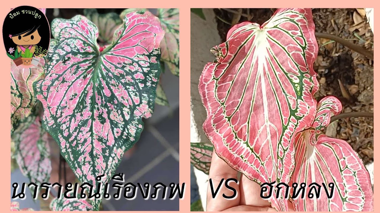 บอนสีฮกหลง VS บอนสีนารายณ์เรืองภพ ความแตกต่างของบอนสี