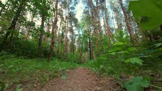 Forest Path From Ground Level | Sunlight & Nature Sounds
