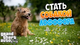 GTA 5 (PS4) | Как стать животным? Лофофор в помощь! #1 GTA 5 (PS4) | Как стать животным? Лофофор в помощь! #1