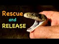 Rat Snake Rescue in South Carolina