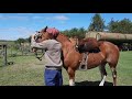 alazan overo muy gaucho buen caballo $90.000